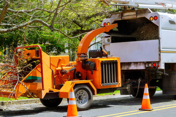 Best Root Management and Removal  in Buckhall, VA